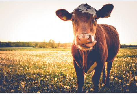 Biologische koeien, weidegang koeien en grasgevoerde koeien. Wat is het verschil?
