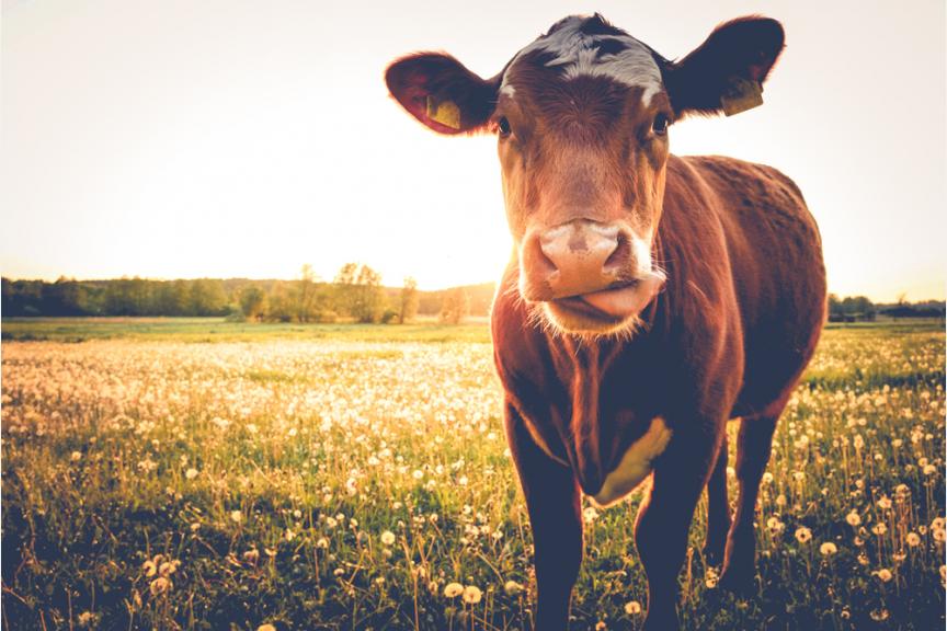 Biologische koeien, weidegang koeien en grasgevoerde koeien. Wat is het verschil?